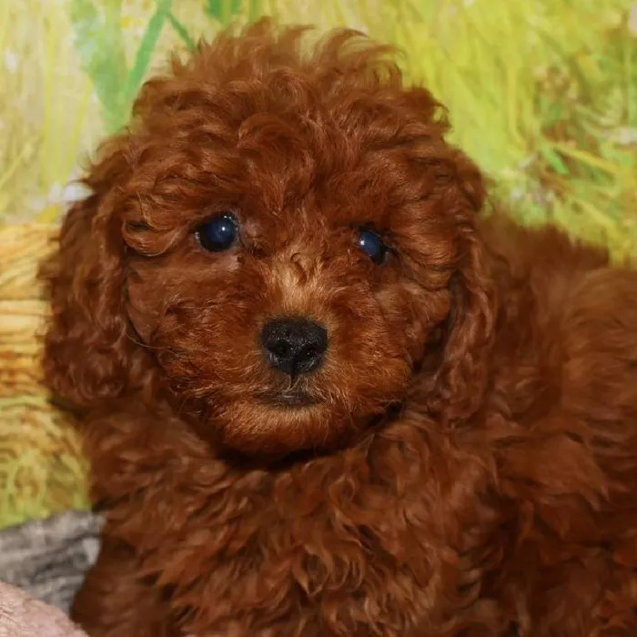 Female Mini Goldendoodle 2Nd Gen. puppy named Seline for sale at Petland Monroeville.