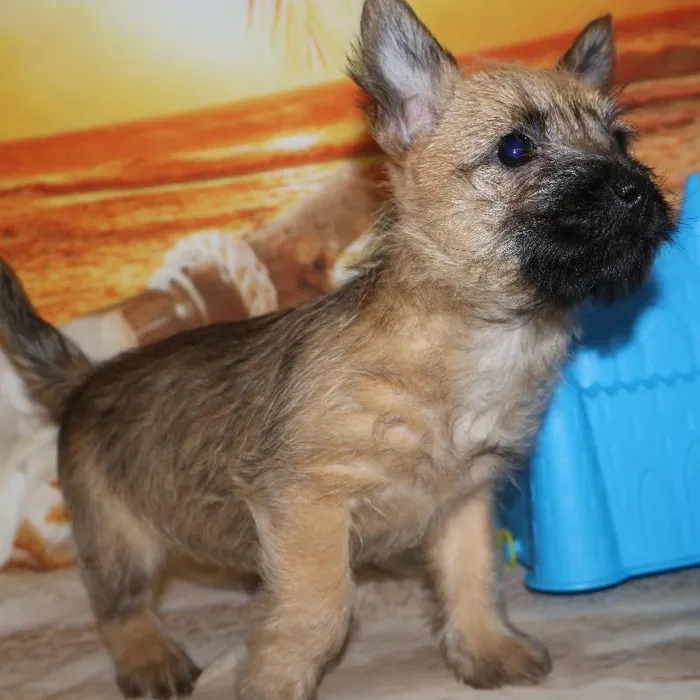 Female Cairn Terrier Puppy for Sale in Monroeville, PA