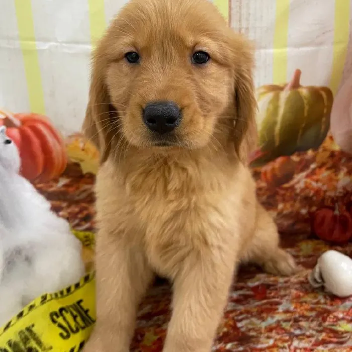 Female Golden Retriever Puppy for Sale in Monroeville, PA