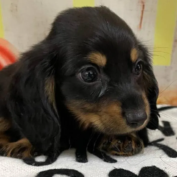 Male Dachshund Puppy for Sale in Monroeville, PA