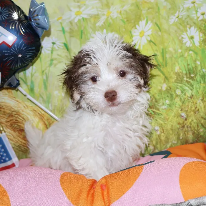 Male Havanese puppy named Michael for sale at Petland Monroeville.