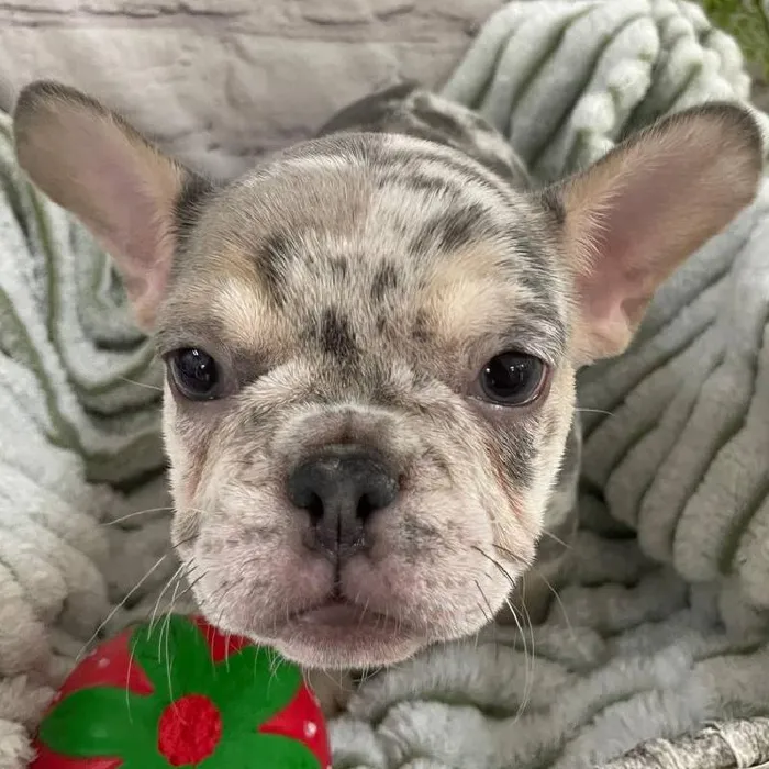 Female French Bulldog Puppy for Sale in Monroeville, PA