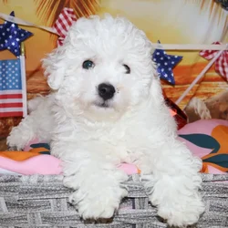 Male Bichon puppy named Cesar for sale at Petland Monroeville.