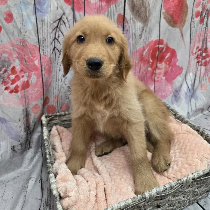 Male Golden Retriever Puppy for Sale in Monroeville, PA