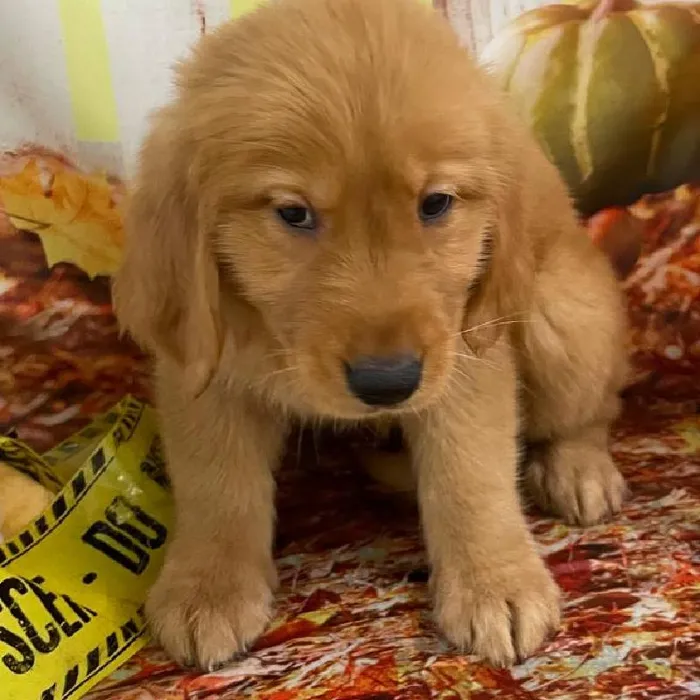 Female Golden Retriever Puppy for Sale in Monroeville, PA