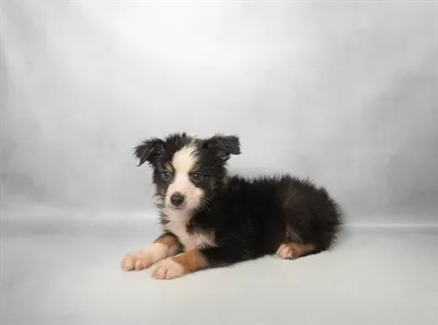 Male Toy Australian Shepherd puppy for sale at Petland Monroeville.