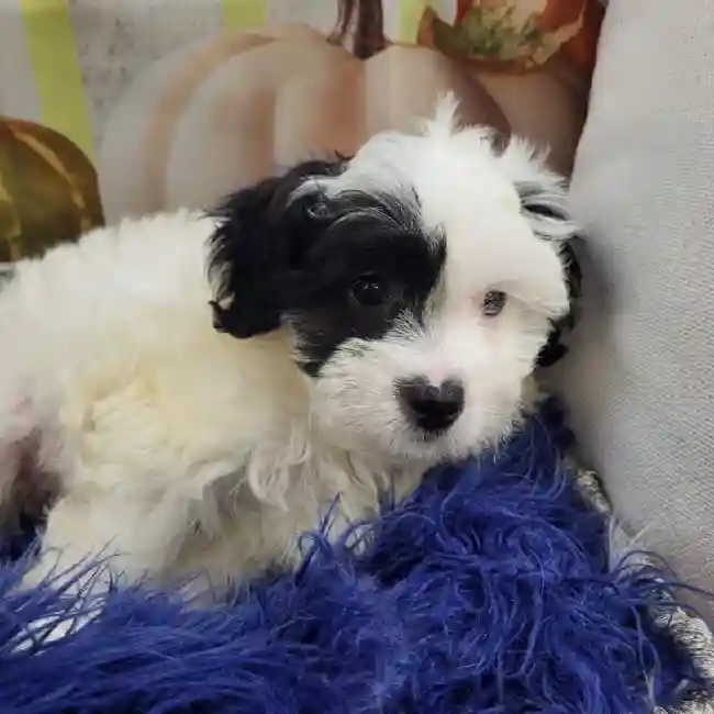 Male Teddy Bear Puppy for Sale in Monroeville, PA