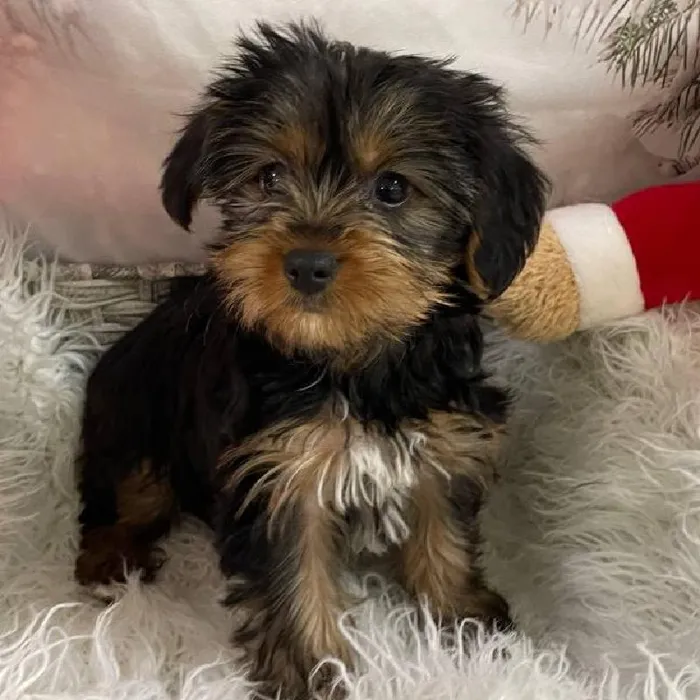 Female Yorkie Puppy for Sale in Monroeville, PA