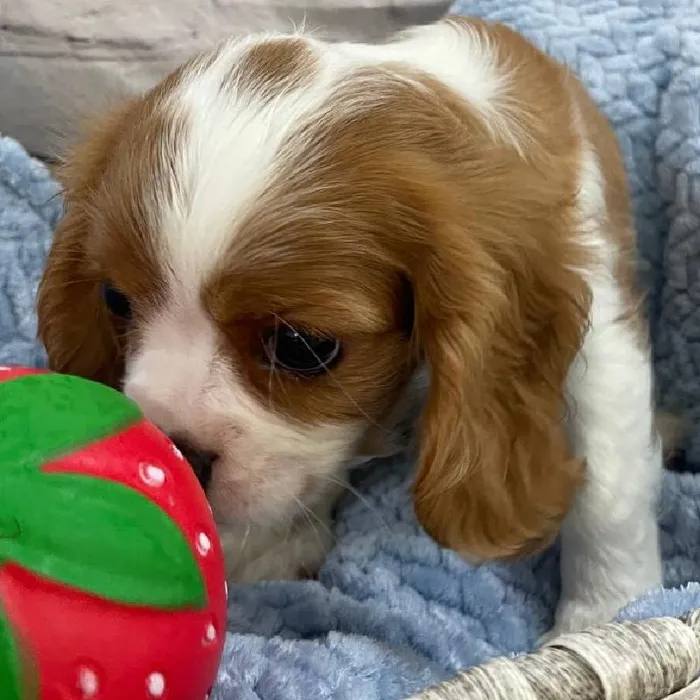 Male Cavalier King Charles Spaniel Puppy for Sale in Monroeville, PA
