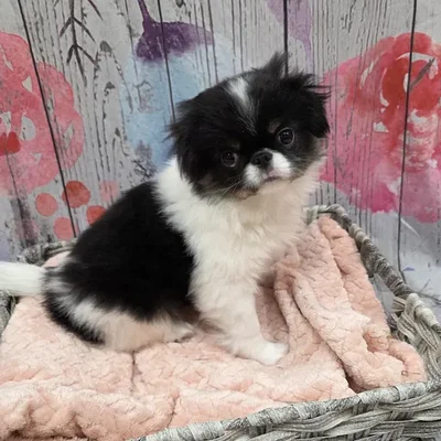 Male Japanese Chin Puppy for Sale in Monroeville, PA