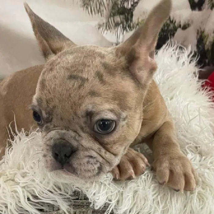 Male French Bulldog Puppy for Sale in Monroeville, PA