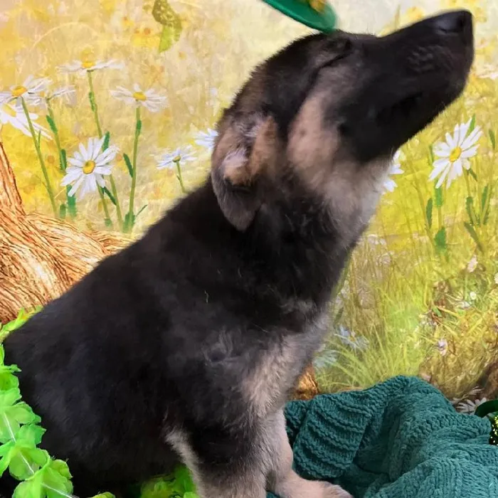 Female German Shepherd Puppy for Sale in Monroeville, PA