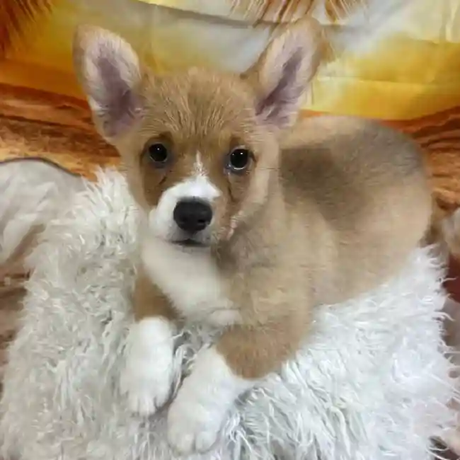 Female Pembroke Welsh Corgi Puppy for Sale in Monroeville, PA