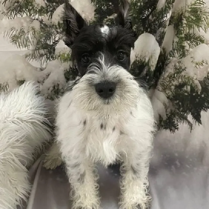 Male Mini Schnauzer Puppy for Sale in Monroeville, PA