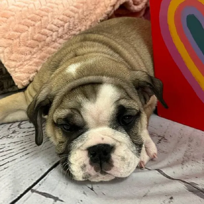 Female English Bulldog Puppy for Sale in Monroeville, PA