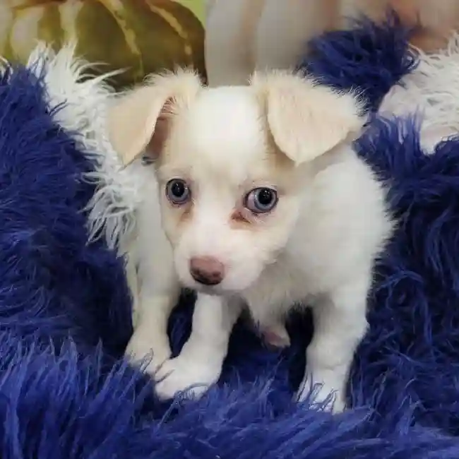 Male Chihuahua Puppy for Sale in Monroeville, PA