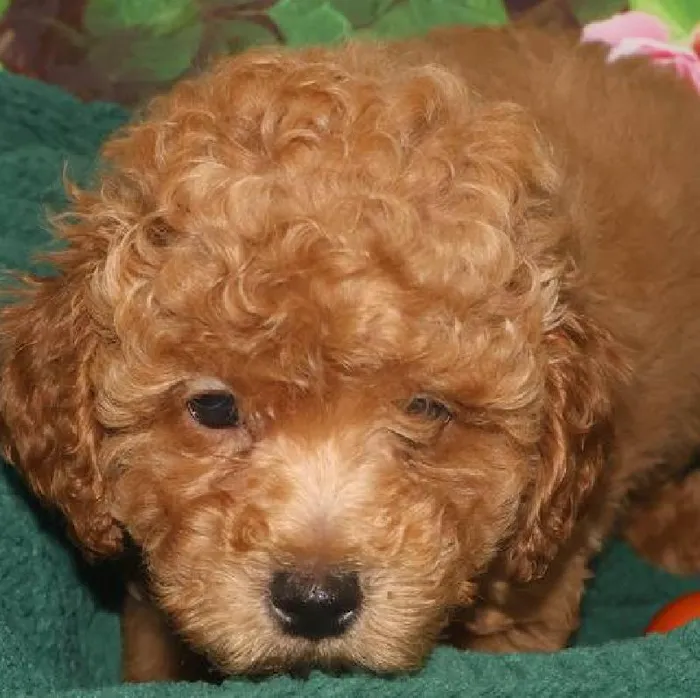 Male Mini Poodle Puppy for Sale in Monroeville, PA