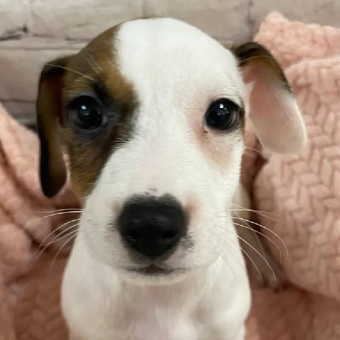 Female Jack Russell Terrier Puppy for Sale in Monroeville, PA