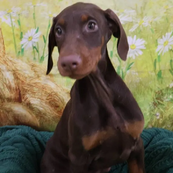 Female Doberman Pinscher Puppy for Sale in Monroeville, PA