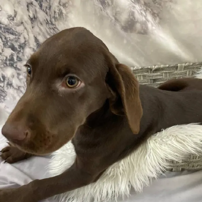 Male Labrador Retriever Puppy for Sale in Monroeville, PA