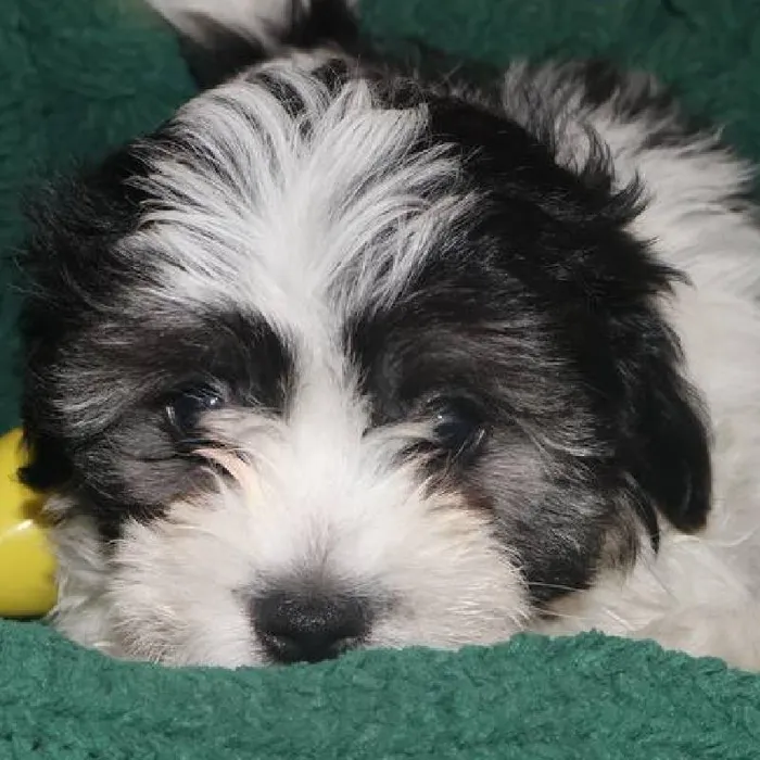 Male Teddy Bear Puppy for Sale in Monroeville, PA