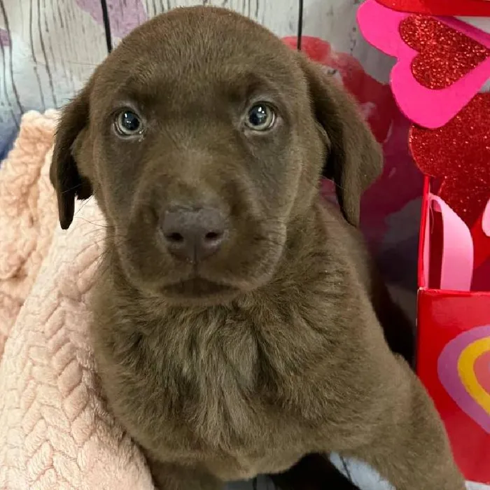 Female Labrador Retriever Puppy for Sale in Monroeville, PA