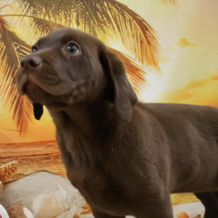 Female Labrador Retriever puppy named Molly for sale at Petland Monroeville.