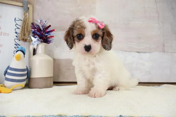Female Cavapoo puppy named Bonnie for sale at Petland Monroeville.