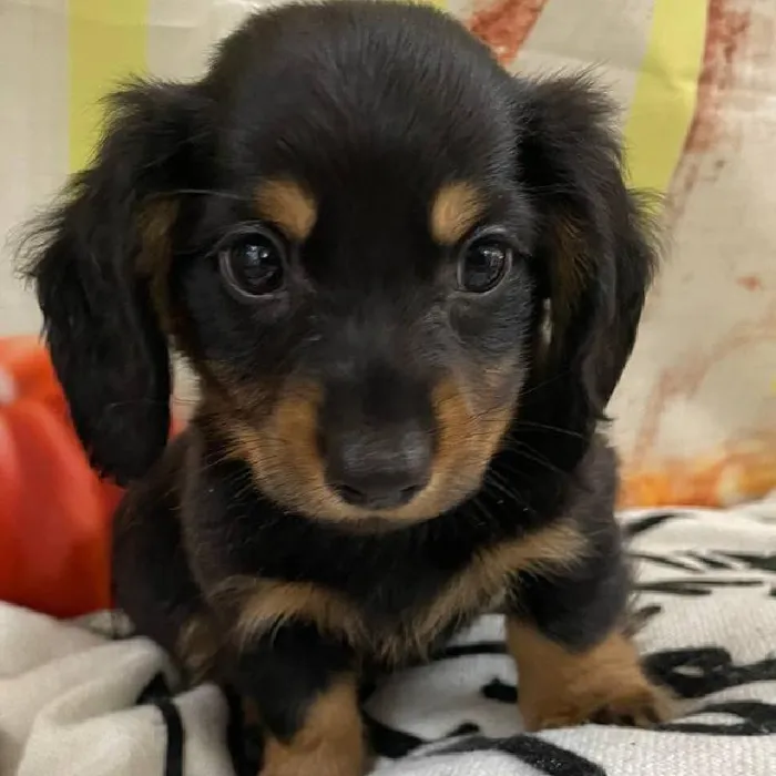 Male Dachshund Puppy for Sale in Monroeville, PA