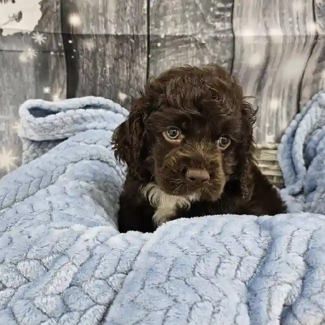 Male Cockapoo Puppy for Sale in Monroeville, PA