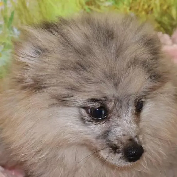 Female Pomeranian puppy named Lexi for sale at Petland Monroeville.