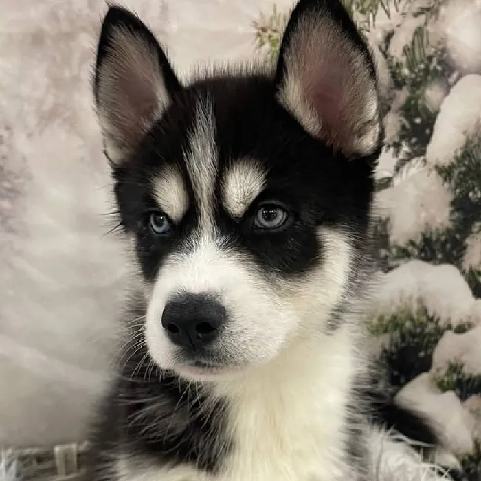 Male Siberian Husky Puppy for Sale in Monroeville, PA