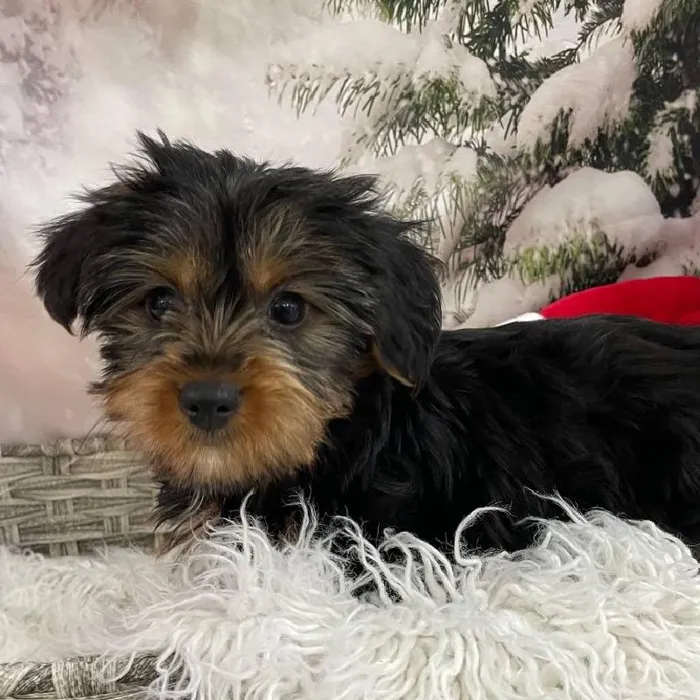 Female Yorkie Puppy for Sale in Monroeville, PA