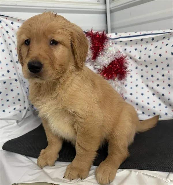 Female Golden Retriever puppy for sale at Petland Monroeville.