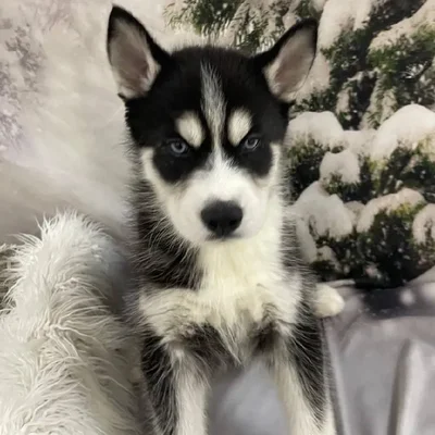 Male Siberian Husky Puppy for Sale in Monroeville, PA