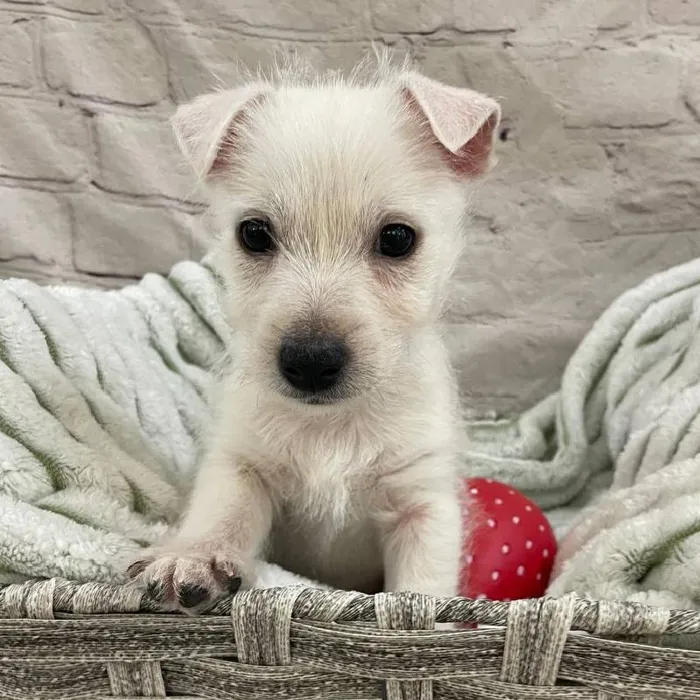 Male West Highland White Terrier Puppy for Sale in Monroeville, PA