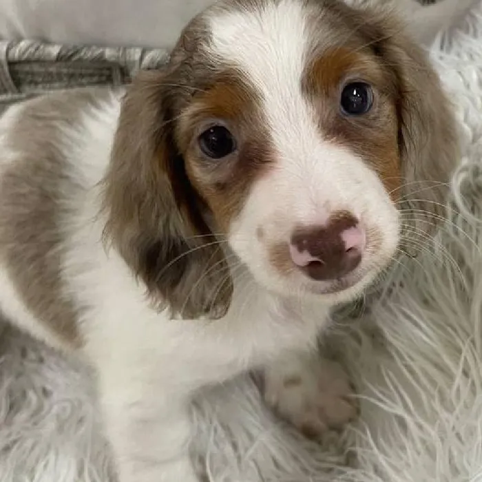 Male Dachshund Puppy for Sale in Monroeville, PA