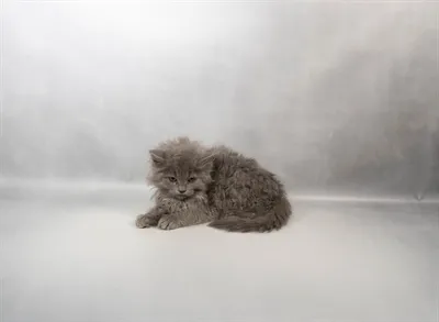 Male Persian kitten named Ronald for sale at Petland Monroeville.