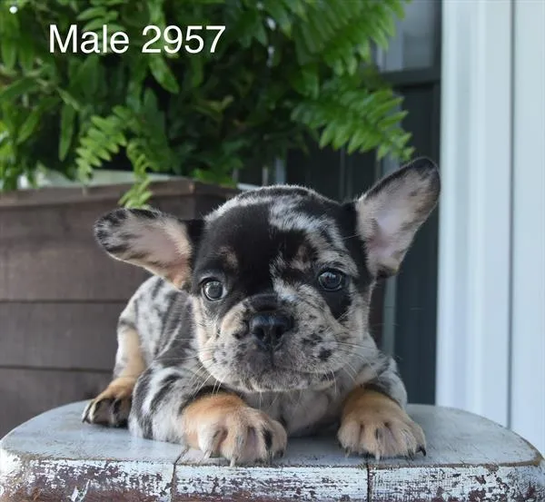Male French Bulldog puppy named Lloyd for sale at Petland Monroeville.