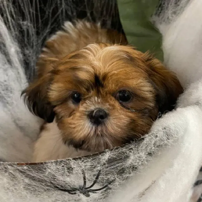 Female Shih Tzu Puppy for Sale in Monroeville, PA