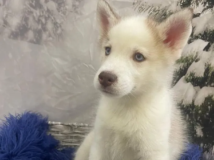 Male Siberian Husky Puppy for Sale in Pittsburgh, PA