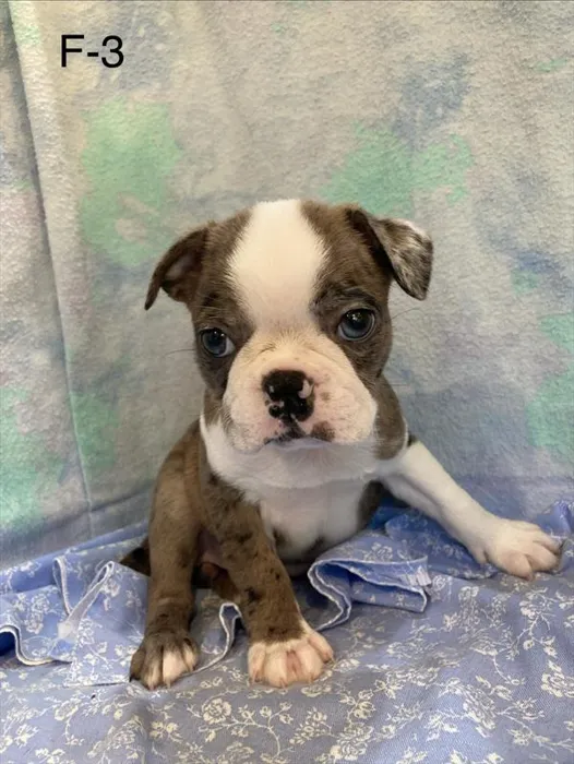 Female Boston Terrier puppy named Mary for sale at Petland Monroeville.