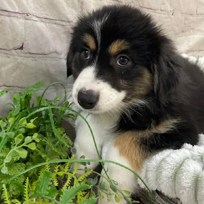 Female Australian Shepherd Puppy for Sale in Monroeville, PA