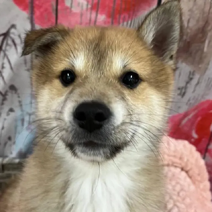 Male Shiba Inu Puppy for Sale in Monroeville, PA