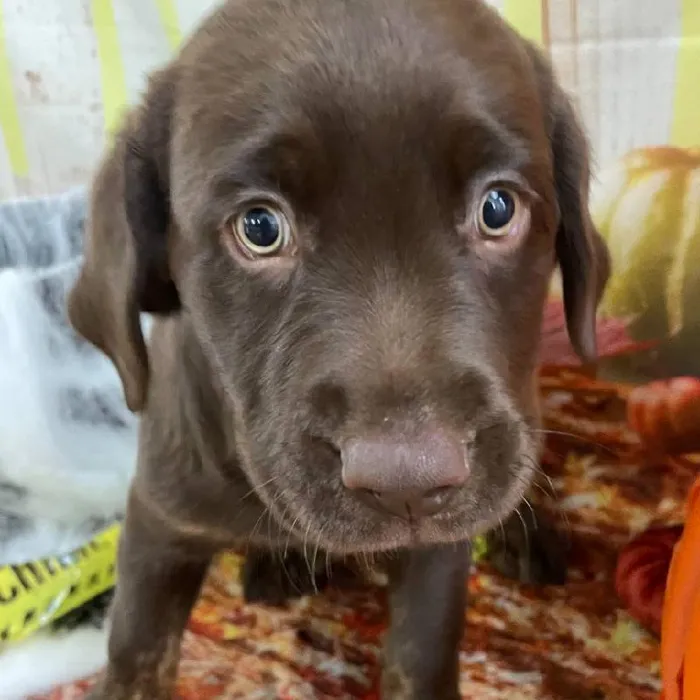 Female Labrador Retriever Puppy for Sale in Monroeville, PA
