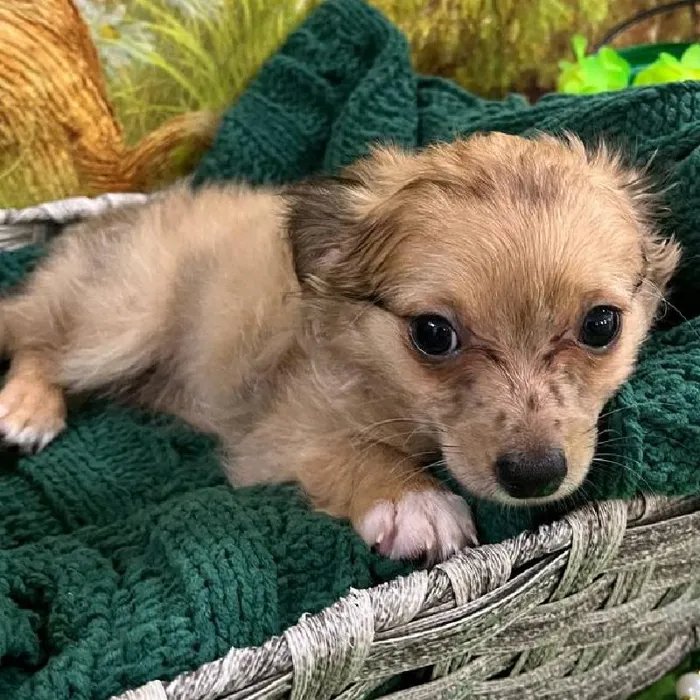 Male Chihuahua Puppy for Sale in Monroeville, PA
