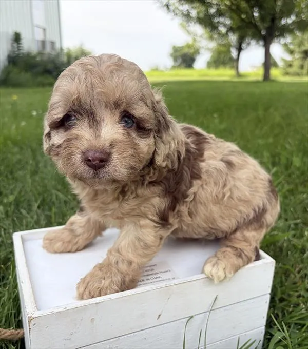 Female Mini Aussiedoodle puppy named Pearl for sale at Petland Monroeville.