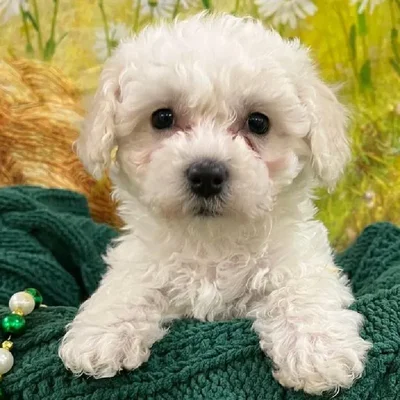 Female Bichon Puppy for Sale in Monroeville, PA