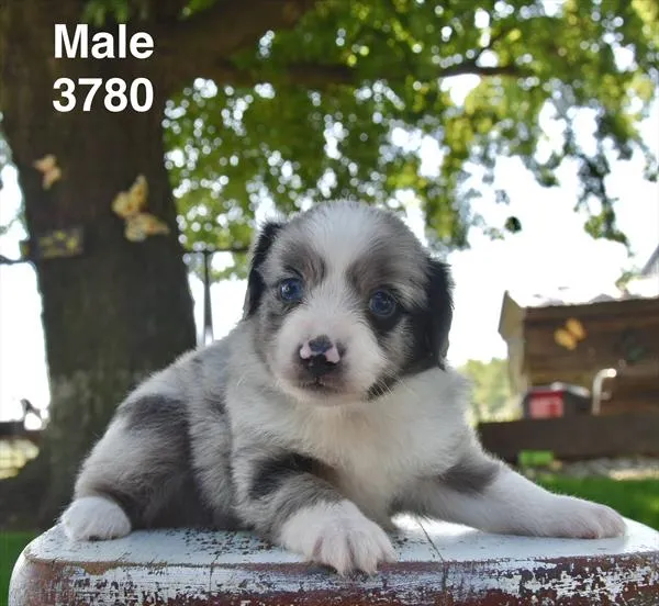 Male Miniature Australian Shepherd puppy named Beta for sale at Petland Monroeville.