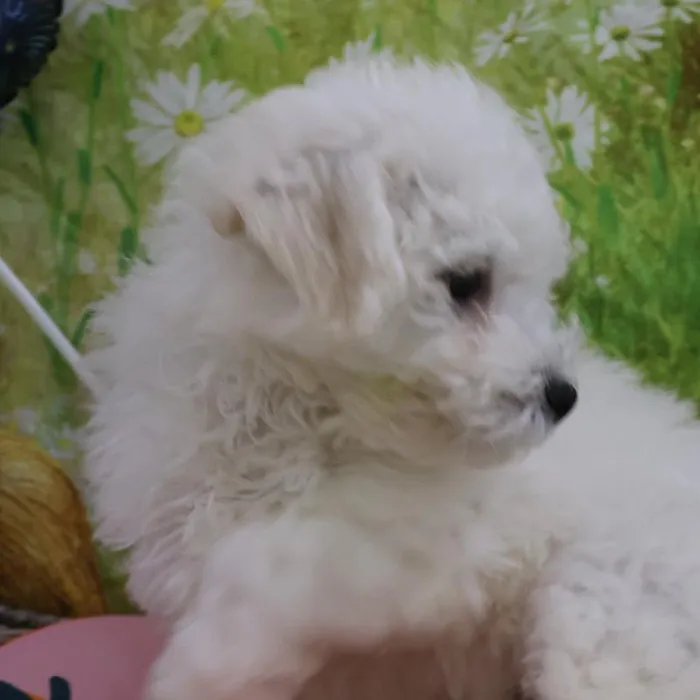 Male Bichon puppy named Carl for sale at Petland Monroeville.